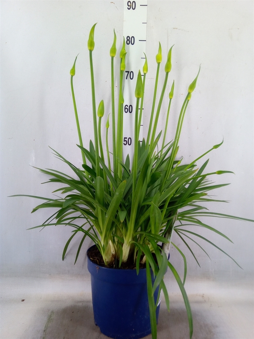 <h4>Agapanthus  'Amourette Superb Whit'</h4>