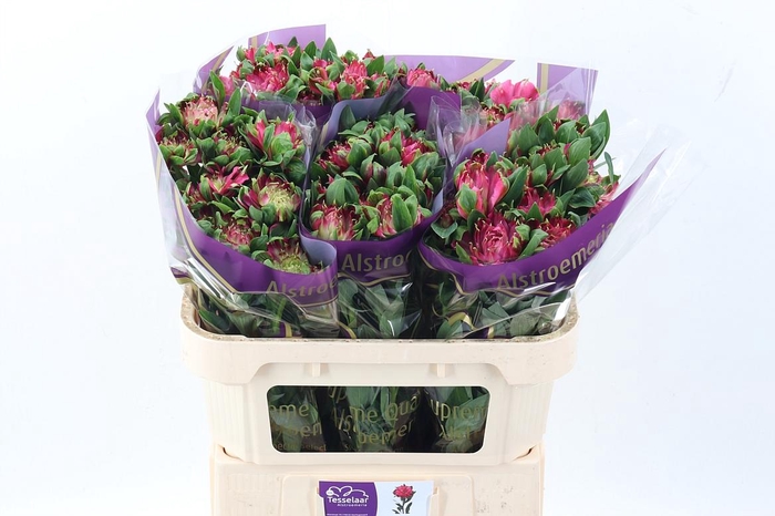 <h4>Alstr Fash Sofiena</h4>