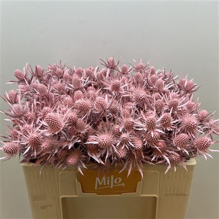 <h4>Eryn Klb Lagoon Light Pink</h4>