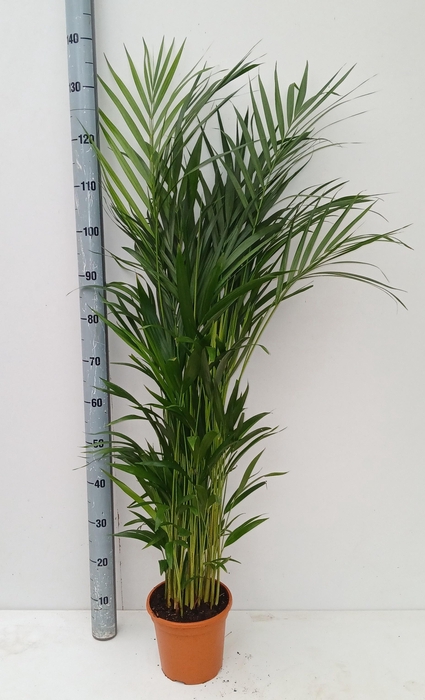 <h4>DYPSIS LUTESCENS</h4>