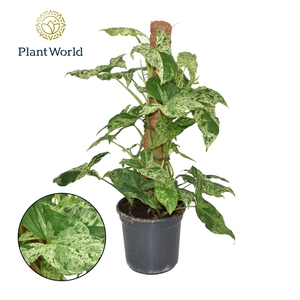Syngonium Mottled Mosstok
