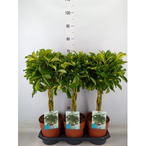 Schefflera arbor. 'Gold Capella'