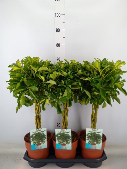 <h4>Schefflera arbor. 'Gold Capella'</h4>