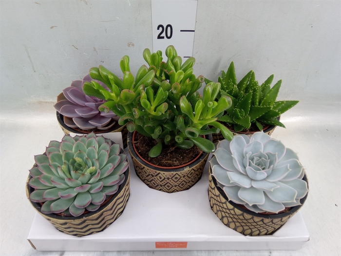 <h4>Succulents   ...mix 5</h4>