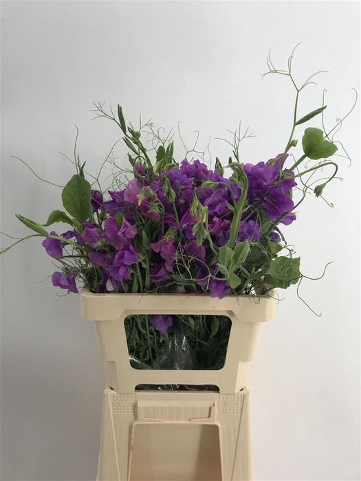 <h4>LATHYR MILKA RAMO</h4>