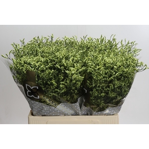 Limonium sinensis China Lemon