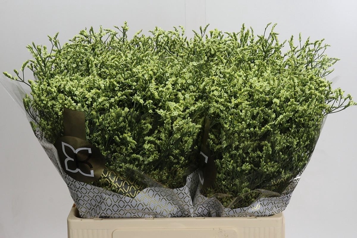 <h4>Limonium China Lemon</h4>