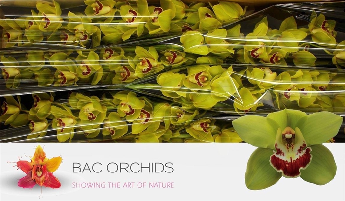 <h4>Cymb T Hms Verona</h4>