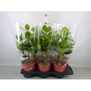 Clusia rosea 'Princess'