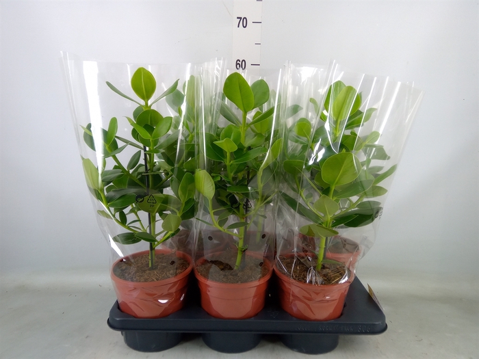 <h4>Clusia rosea 'Princess'</h4>