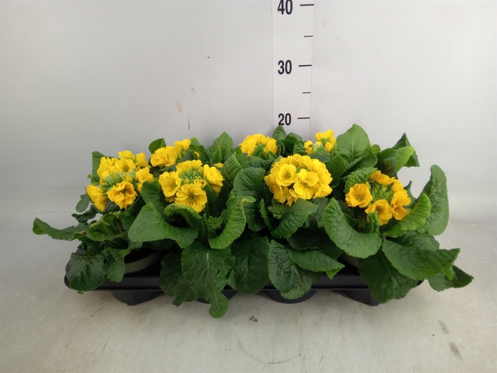 <h4>Primula elat. 'Perola Yellow'</h4>