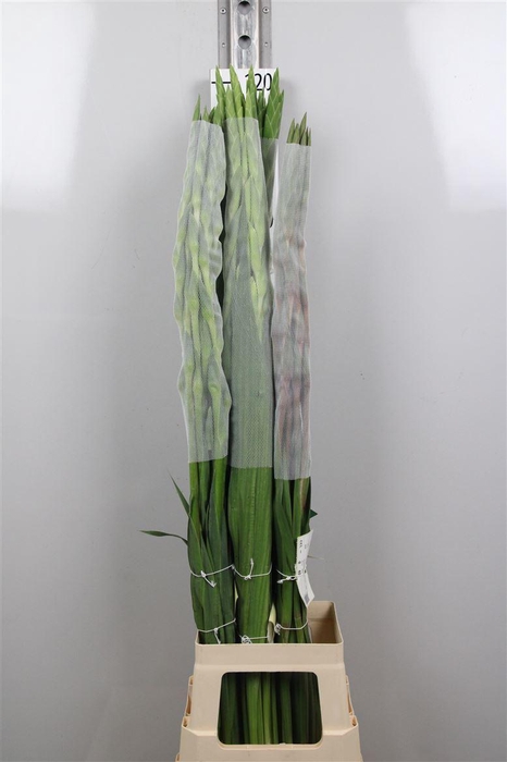 <h4>Glad Gem In Fust</h4>