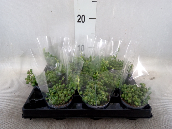 <h4>Senecio rowleyanus</h4>