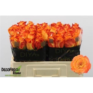 R GR DIYAS FIRE