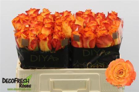 <h4>R GR DIYAS FIRE</h4>