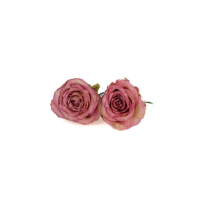 Rose Brigitte Bardot 5-5,5cm