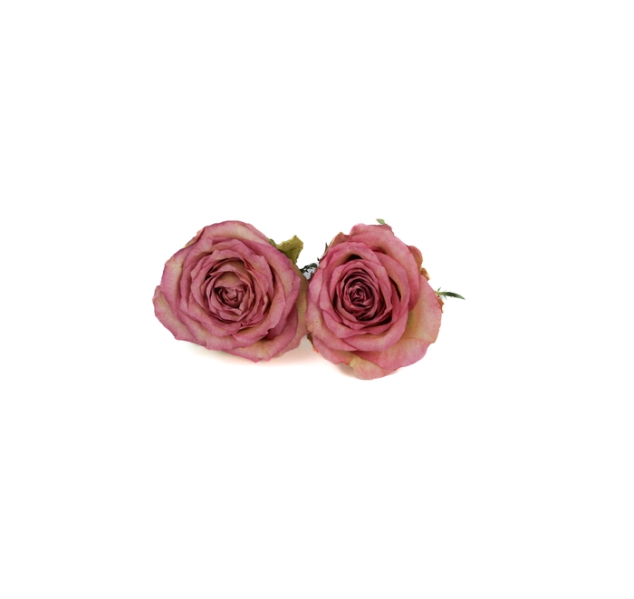 Rose Brigitte Bardot 5-5,5cm