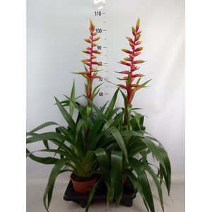 Guzmania  'Rebel'