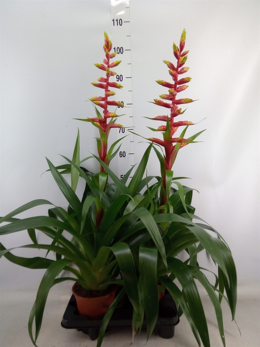 <h4>Guzmania  'Rebel'</h4>