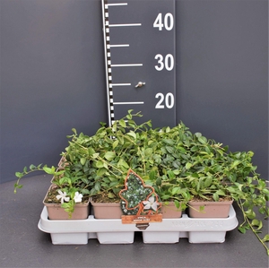 Vinca minor 'Alba'