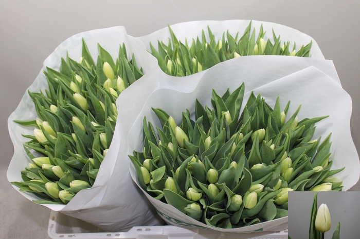 <h4>Tu En White Prince</h4>