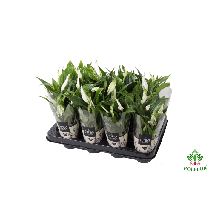 <h4>Spathiphyllum Pearl Cupido 7Ø 24cm 3fl</h4>