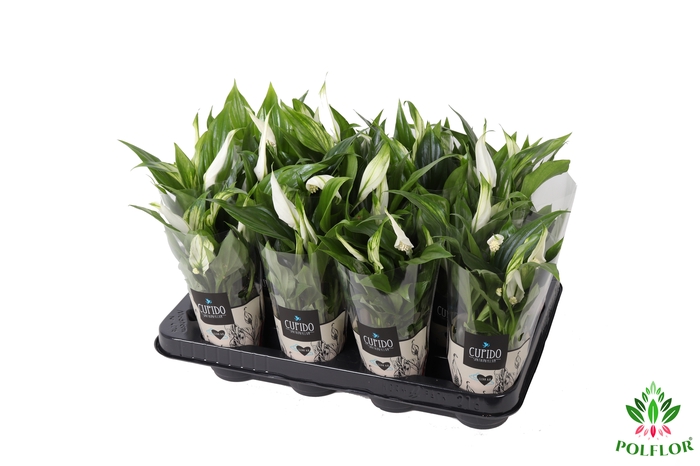 Spathiphyllum Pearl Cupido 7Ø 24cm 3fl