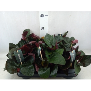 Syngonium   ...