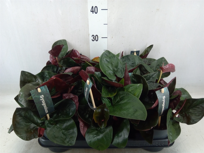 <h4>Syngonium   ...</h4>