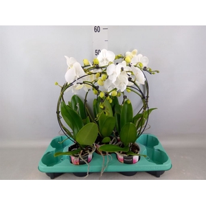 Phalaenopsis   ...