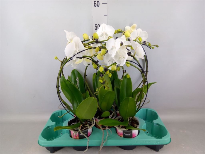 <h4>Phalaenopsis   ...</h4>