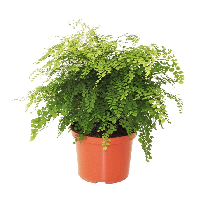 <h4>Adiantum Fragrans</h4>