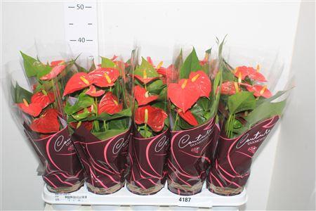 <h4>Anthu An Esudo 4+</h4>