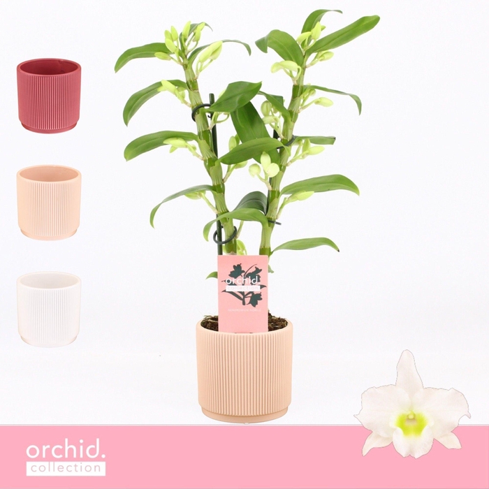 <h4>Dendrobium Nobilé, Apollon 2-spike Compact in Horizon Ribble 'Orchid Collection'</h4>