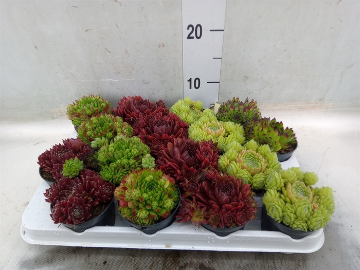 <h4>Sempervivum   ...</h4>