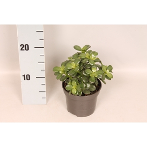 Crassula Ovata Minor