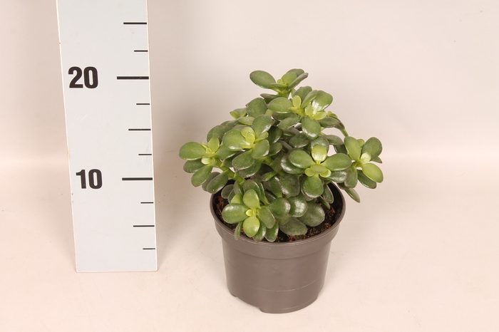 <h4>Crassula Ovata Minor</h4>