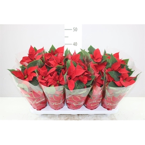 Euphorbia P Midi Mars