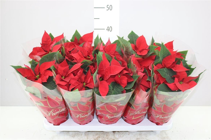 <h4>Euphorbia P Midi Mars</h4>