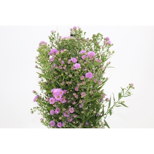 ASTER ROSA MAÇO