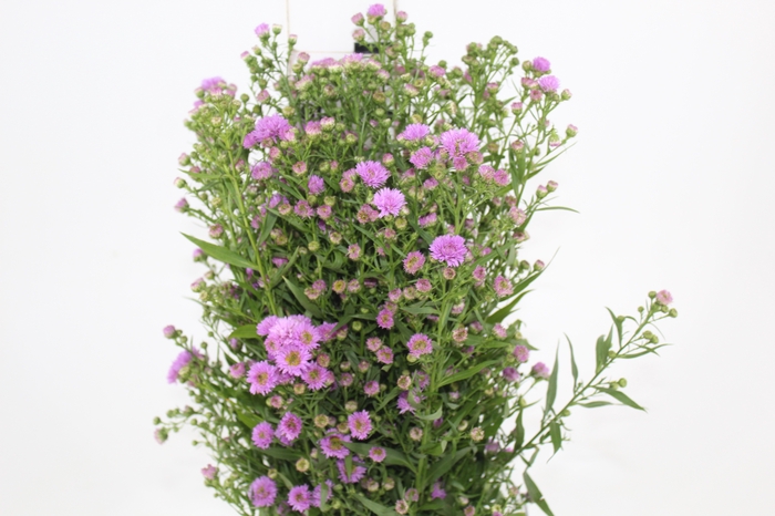 <h4>ASTER ROSA MAÇO</h4>