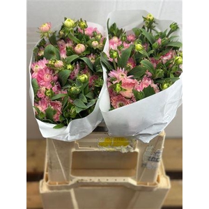 RANUNCULUS MODERNA ROSA