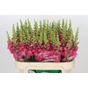 Antirrhinum Potomac Rose