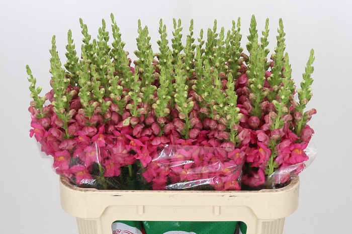 <h4>Antirrhinum Potomac Rose</h4>