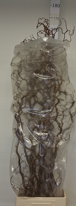 <h4>CORYL AV CONTORTA</h4>