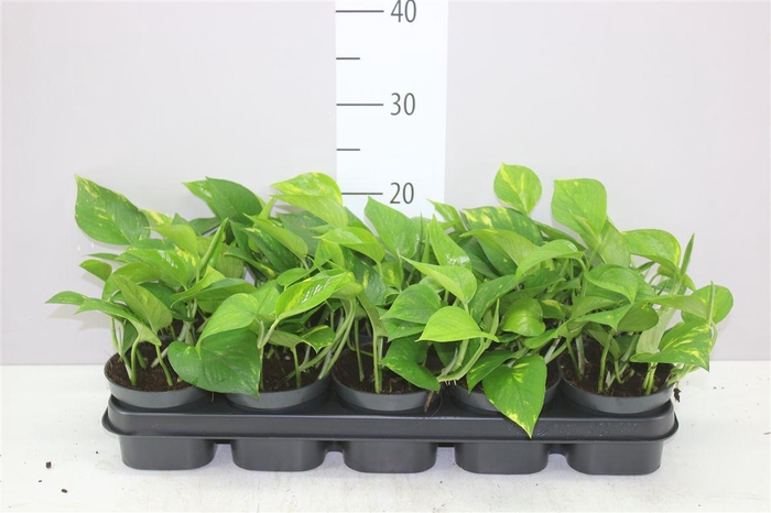 <h4>Epipremnum Aureum</h4>