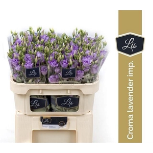 Lisianthus do arena lavender