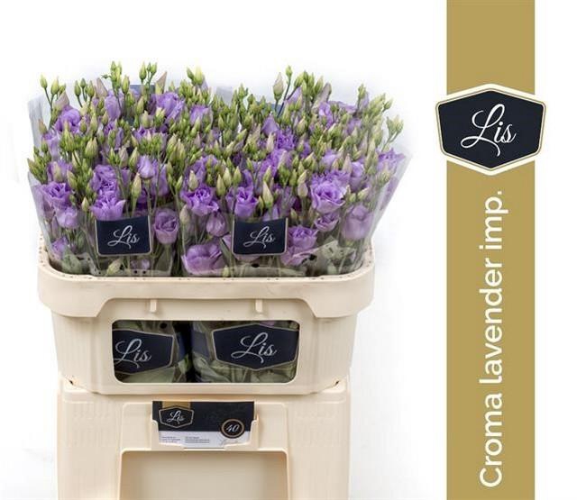 <h4>Lisianthus do arena lavender</h4>