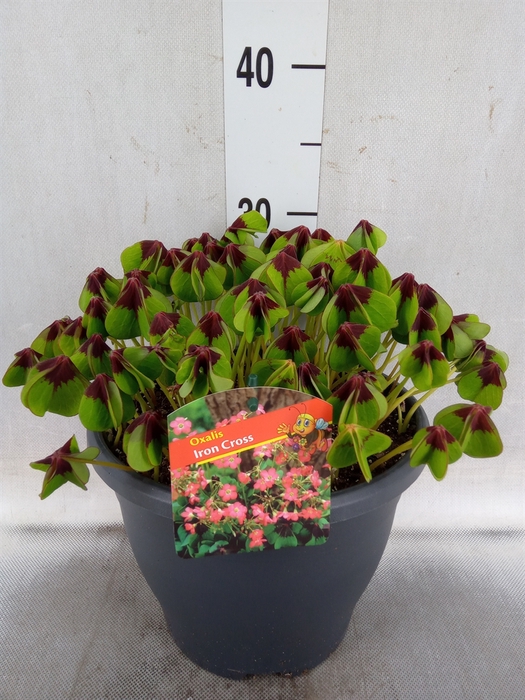 <h4>Oxalis tetraphylla 'Iron Cross'</h4>