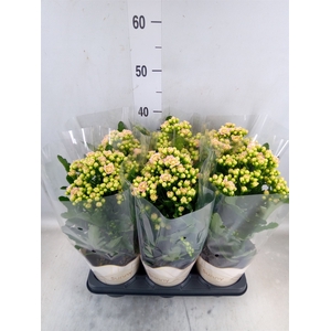 Kalanchoe  'MoreFlow Sunny Pink'